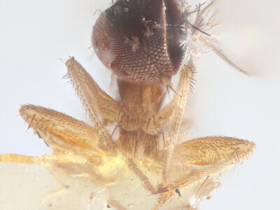 adult Chrysotus annulatusVan & Duzee, 1924