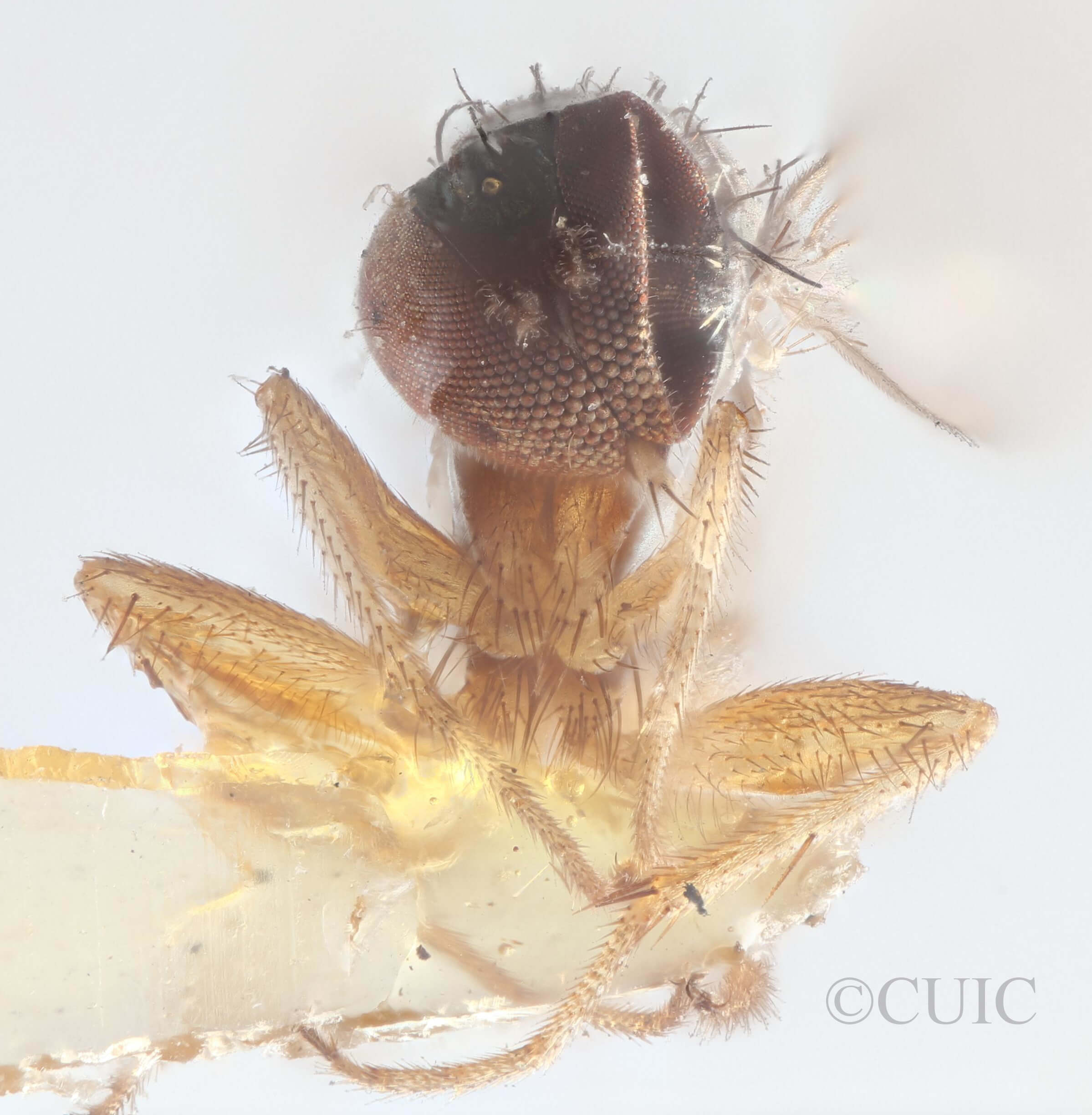 adult Chrysotus annulatusVan & Duzee, 1924