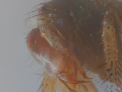 lateral / genitalia view of adult Chrysotus annulatusVan & Duzee, 1924