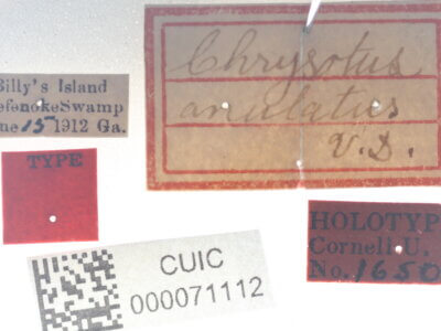 slide view of Chrysotus annulatusVan & Duzee, 1924