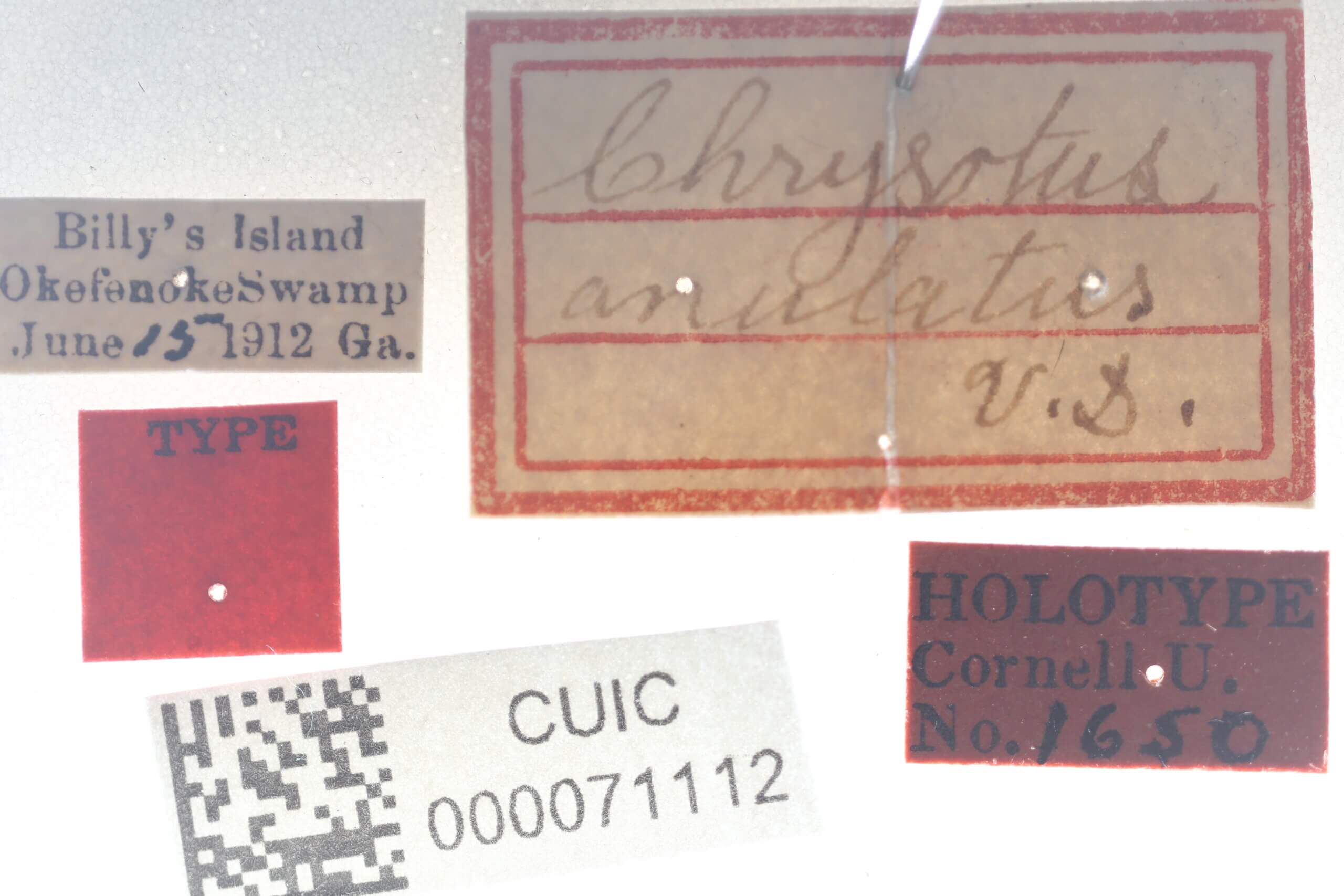 slide view of Chrysotus annulatusVan & Duzee, 1924