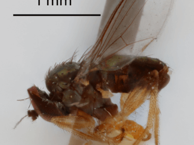 lateral view of adult Chrysotus annulatusVan & Duzee, 1924