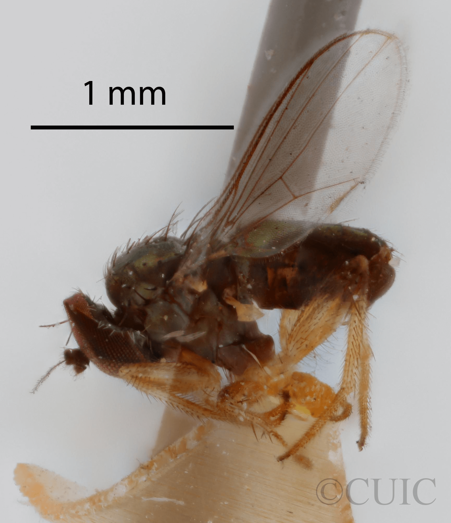 lateral view of adult Chrysotus annulatusVan & Duzee, 1924