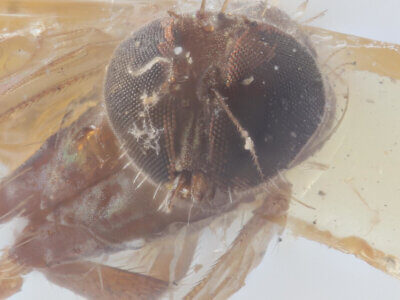 adult Chrysotus exilisVan & Duzee, 1924