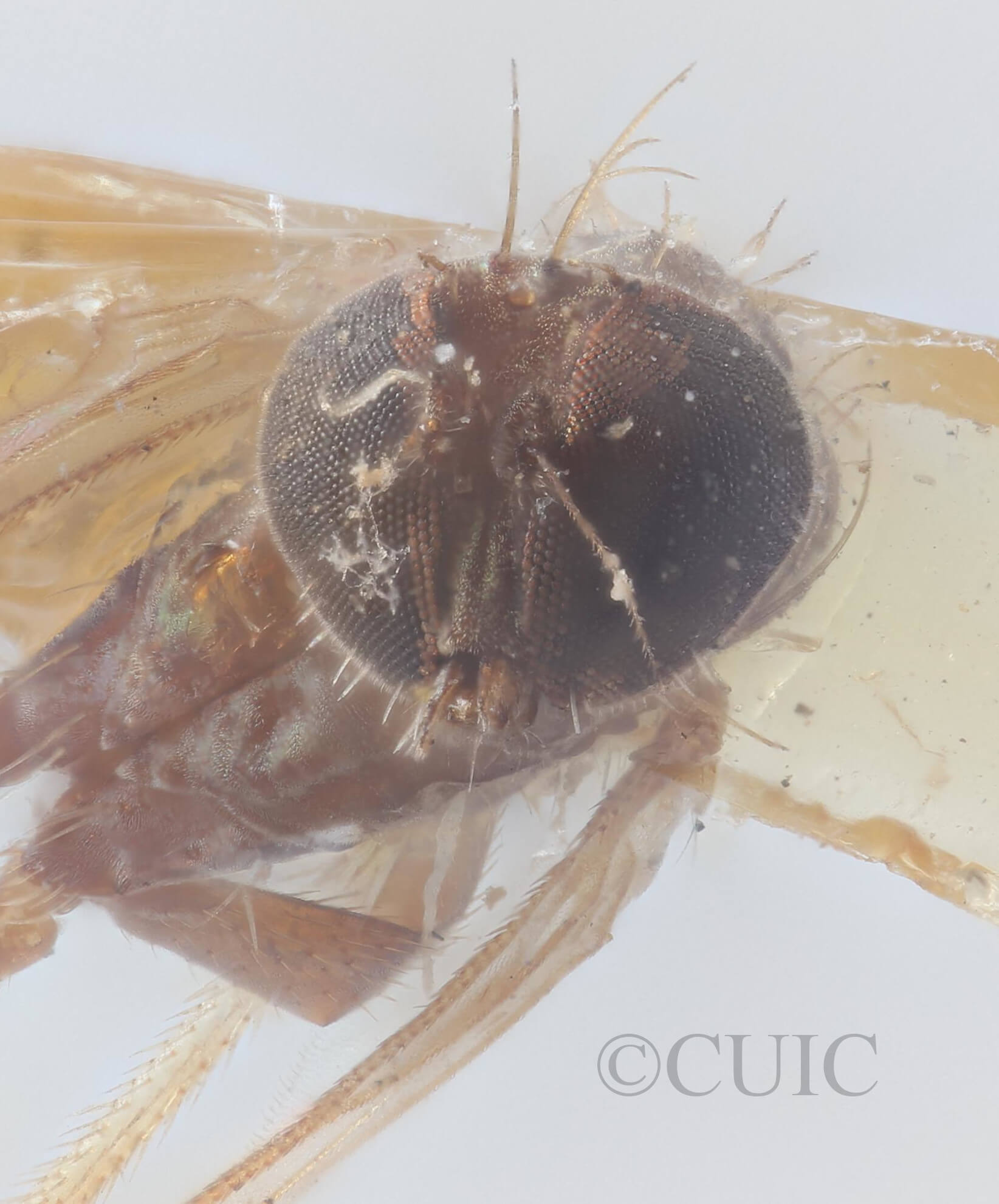 adult Chrysotus exilisVan & Duzee, 1924