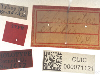 label view of Chrysotus exilisVan & Duzee, 1924