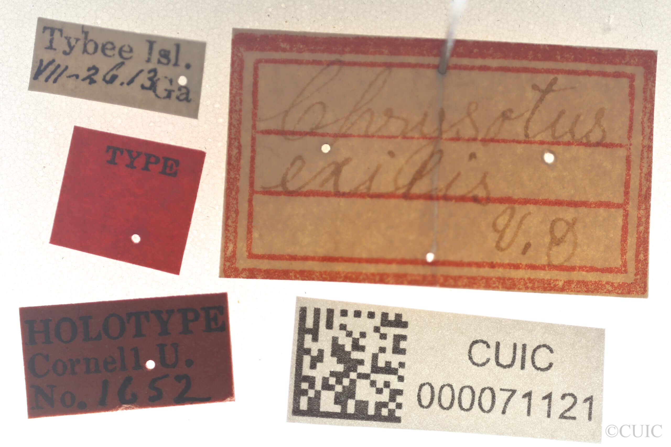 label view of Chrysotus exilisVan & Duzee, 1924