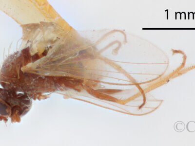 lateral view of adult Chrysotus exilisVan & Duzee, 1924