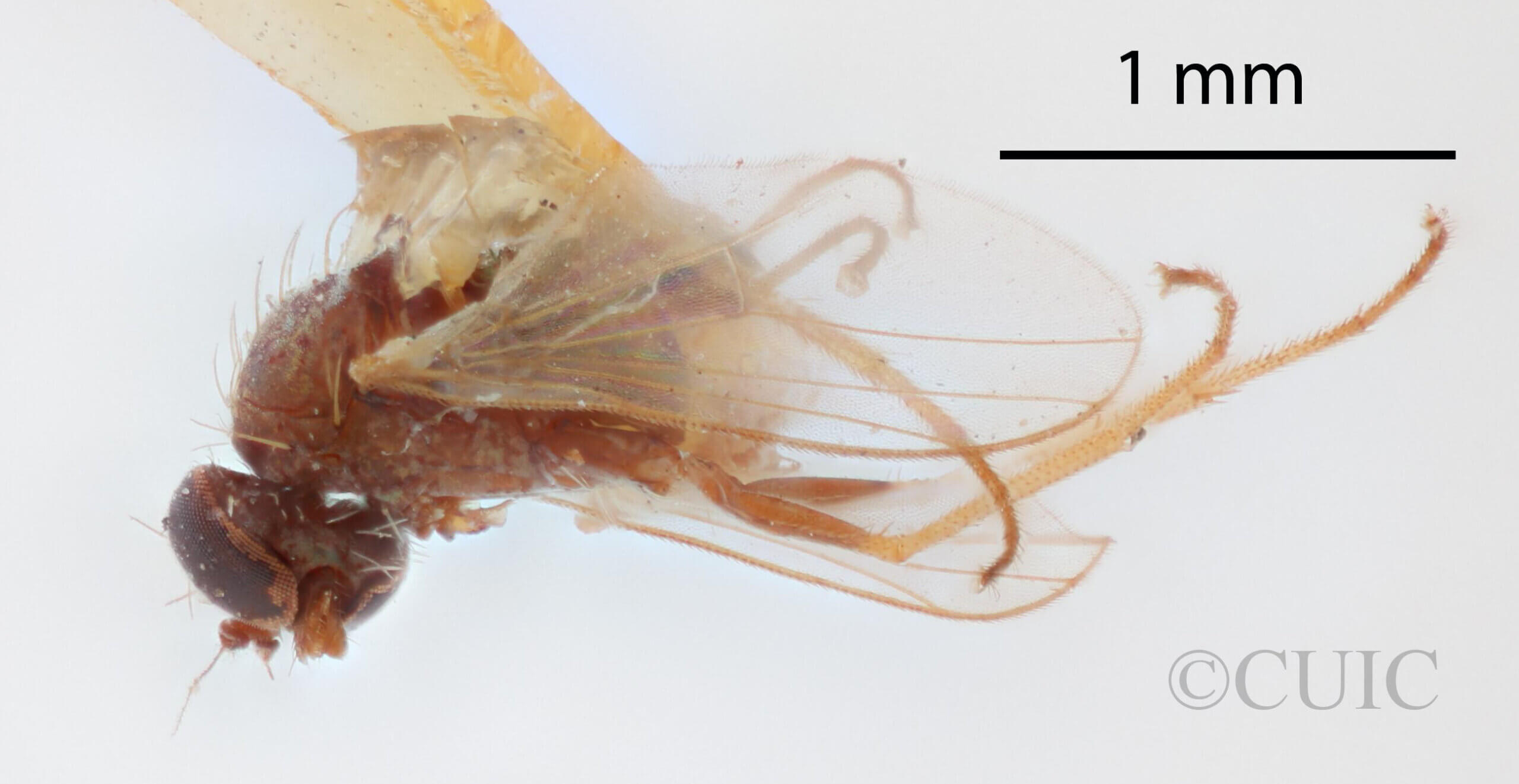 lateral view of adult Chrysotus exilisVan & Duzee, 1924