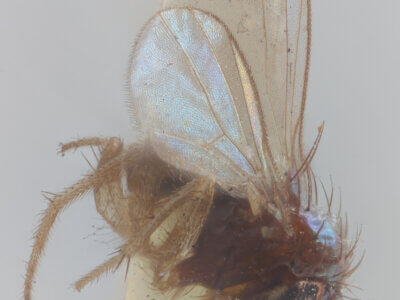 lateral view of adult Chrysotus frontalisVan & Duzee, 1924