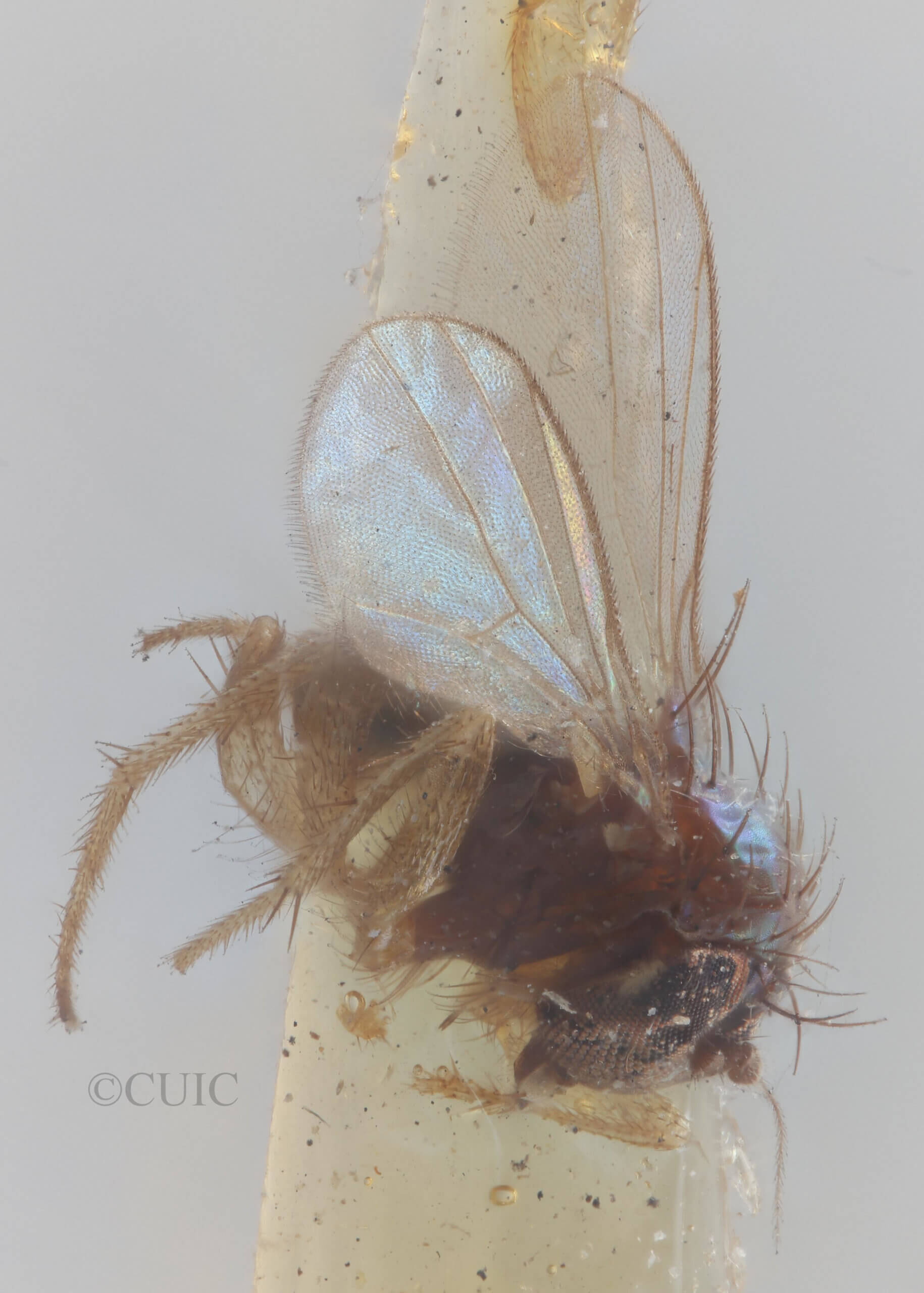 lateral view of adult Chrysotus frontalisVan & Duzee, 1924