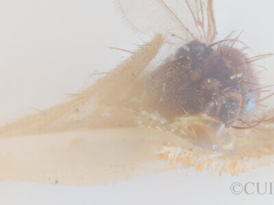 adult Chrysotus frontalisVan & Duzee, 1924