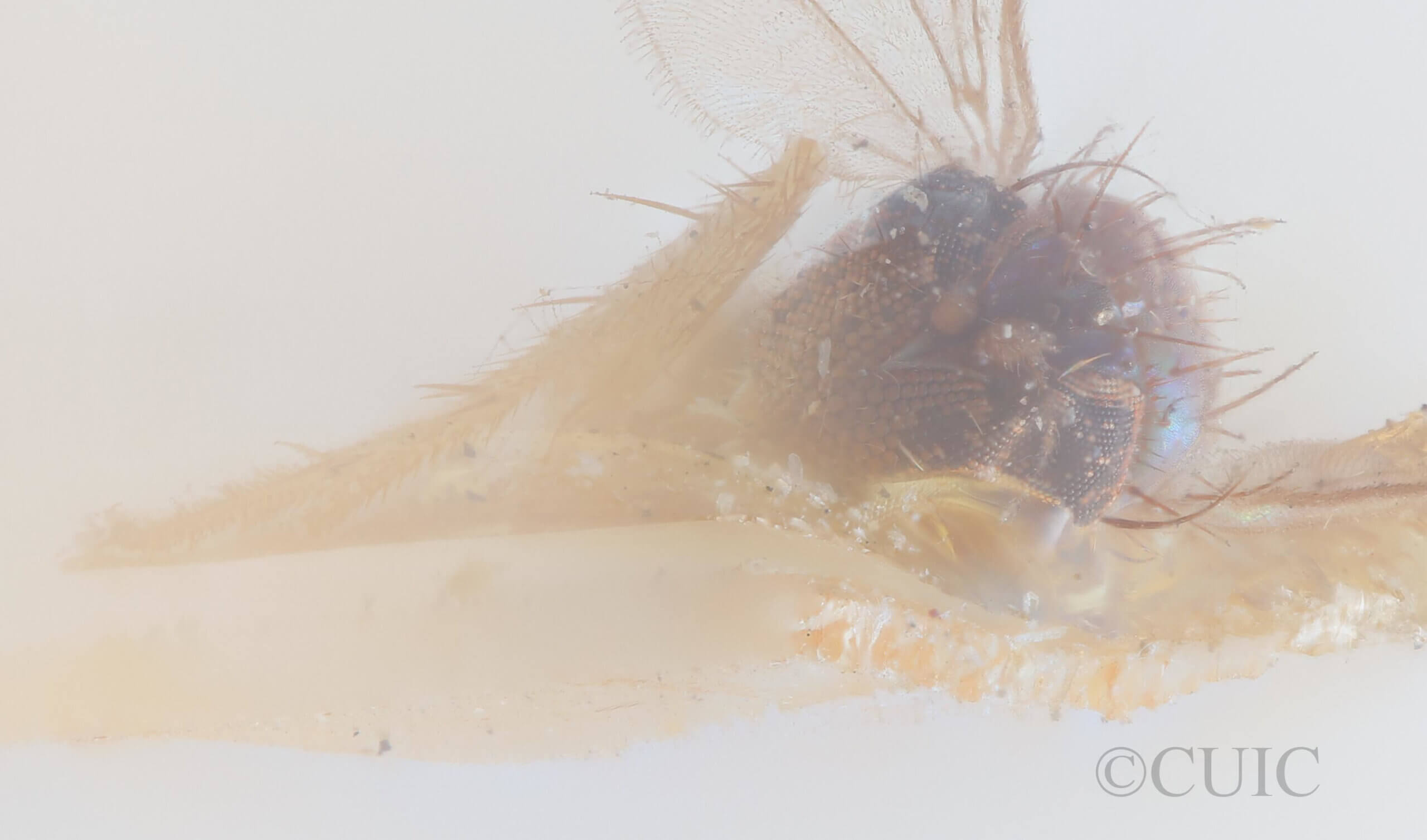 adult Chrysotus frontalisVan & Duzee, 1924