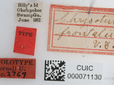 label view of Chrysotus frontalisVan & Duzee, 1924