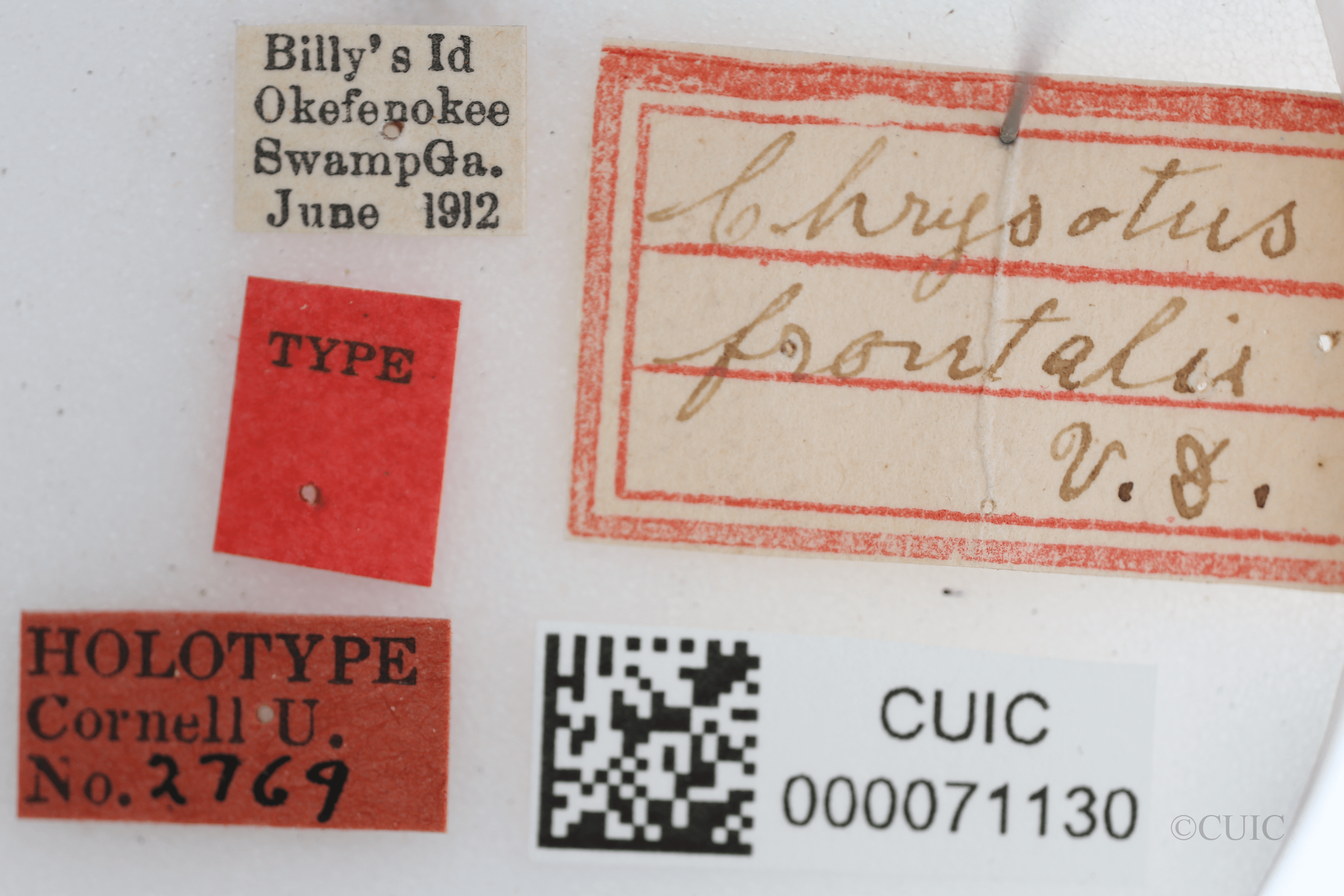 label view of Chrysotus frontalisVan & Duzee, 1924
