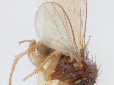 lateral view of adult Chrysotus frontalisVan & Duzee, 1924