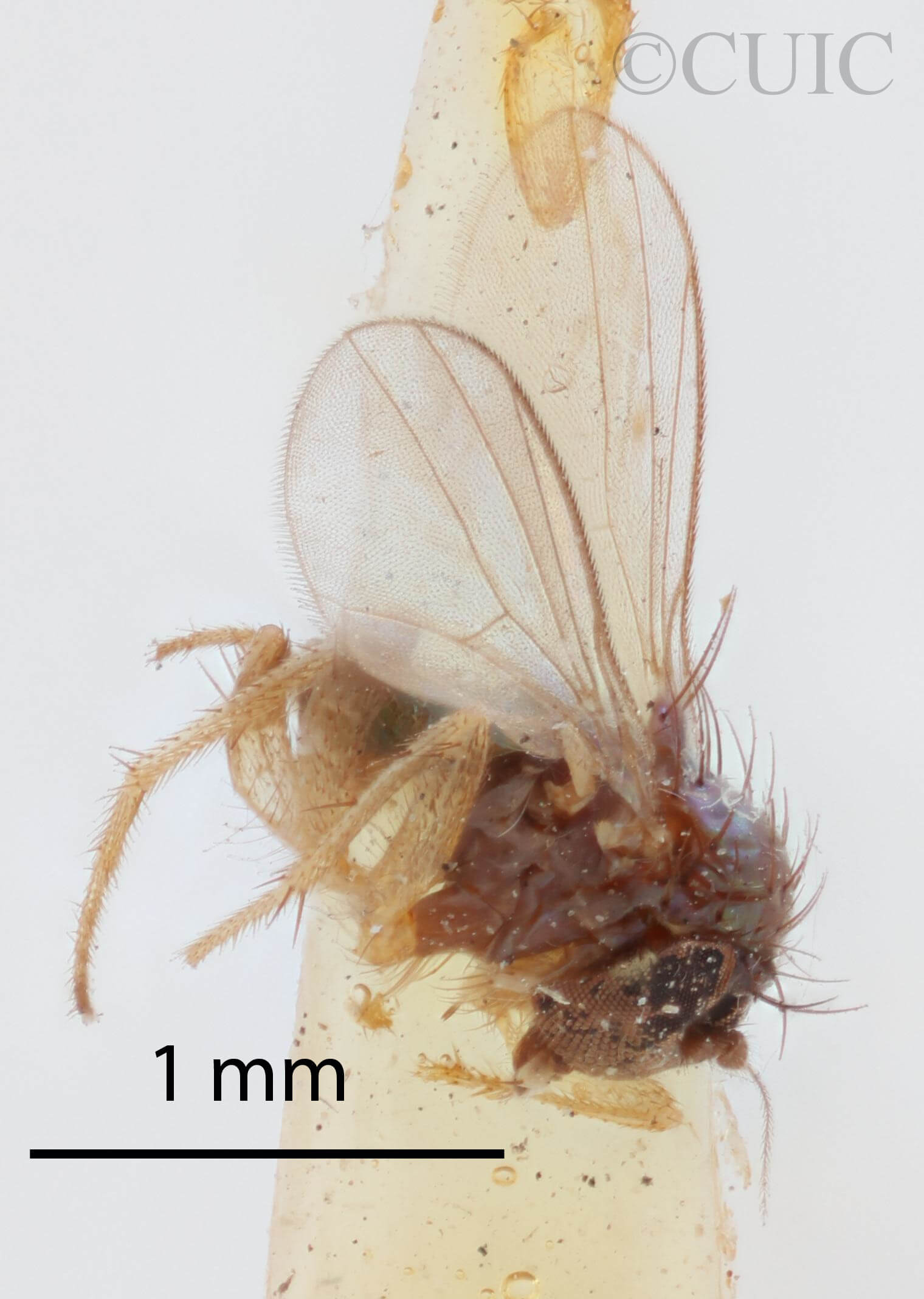 lateral view of adult Chrysotus frontalisVan & Duzee, 1924