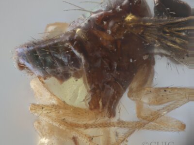 lateral view of adult Chrysotus gilvipesVan & Duzee, 1924