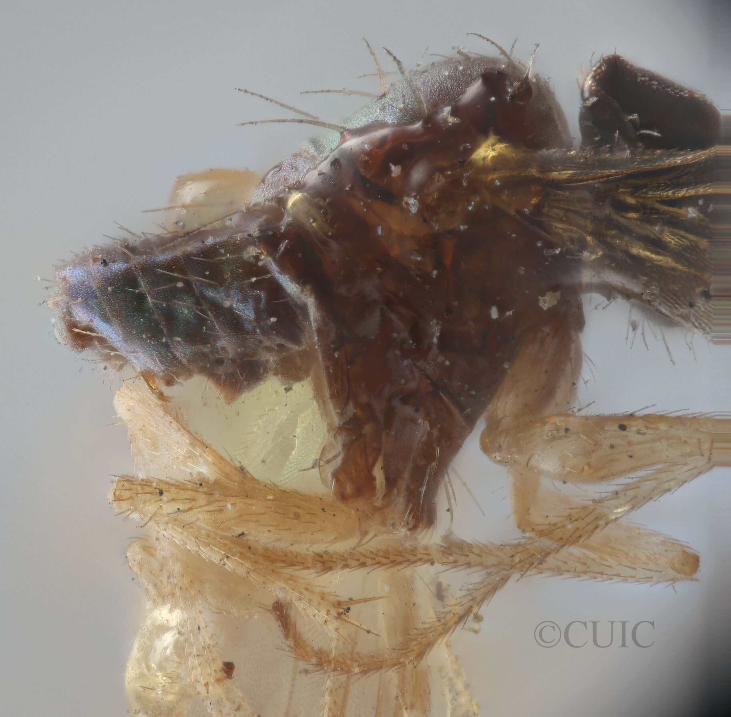 lateral view of adult Chrysotus gilvipesVan & Duzee, 1924