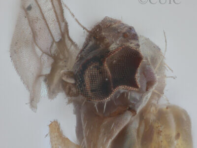 adult Chrysotus gilvipesVan & Duzee, 1924