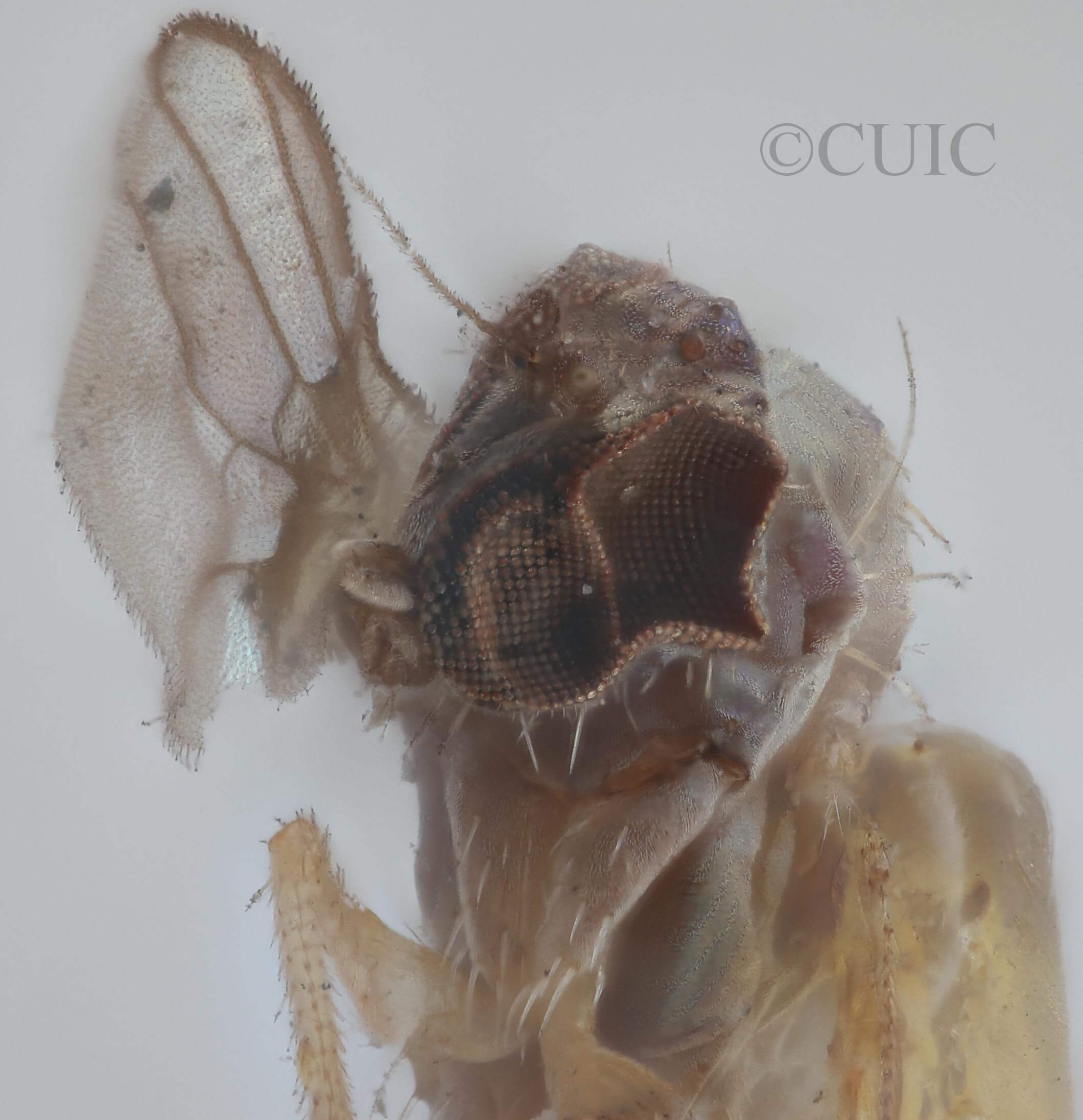 adult Chrysotus gilvipesVan & Duzee, 1924