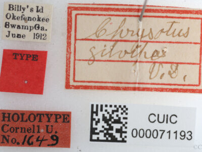 label view of Chrysotus gilvipesVan & Duzee, 1924