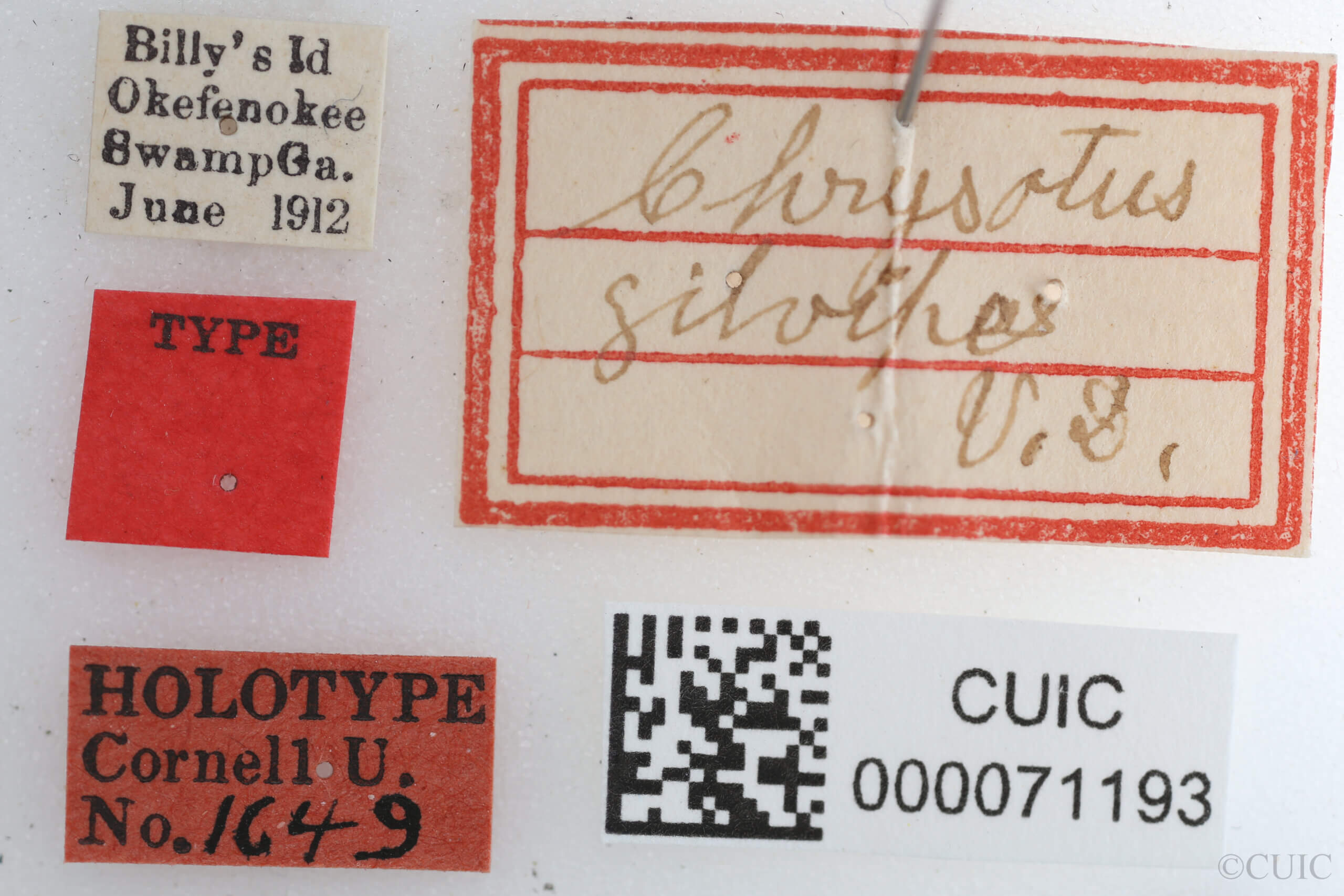 label view of Chrysotus gilvipesVan & Duzee, 1924