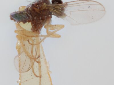 lateral view of adult Chrysotus gilvipesVan & Duzee, 1924