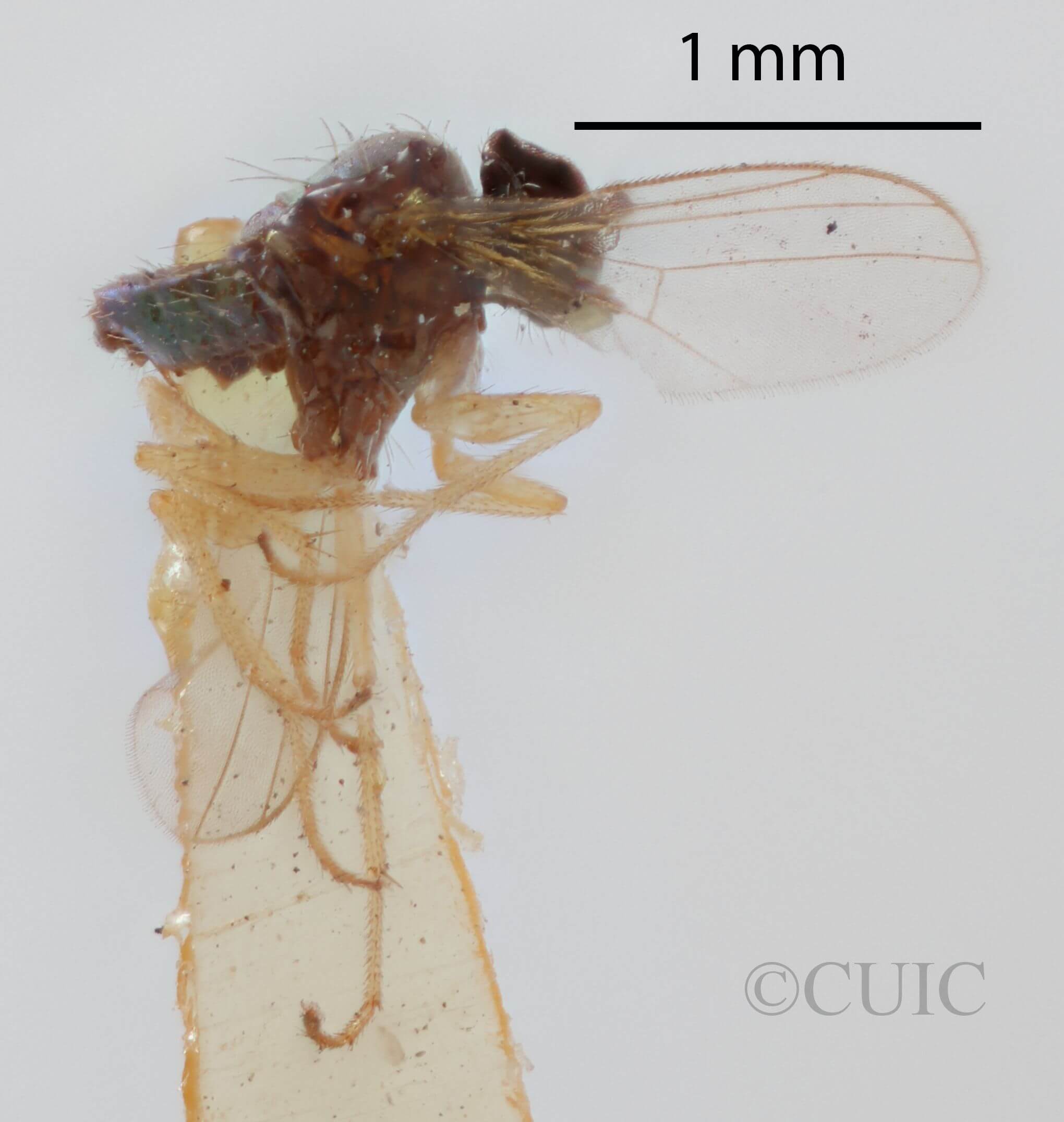 lateral view of adult Chrysotus gilvipesVan & Duzee, 1924
