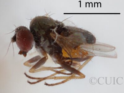 lateral view of adult Chrysotus nigripalpisVanDuzee, 1924