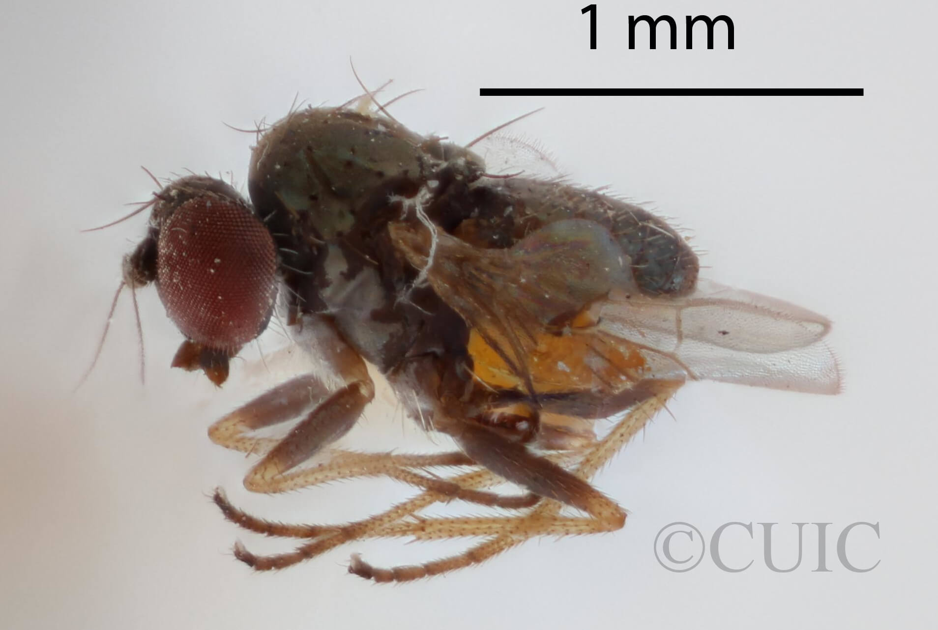 lateral view of adult Chrysotus nigripalpisVanDuzee, 1924