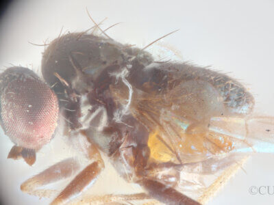 lateral view of adult Chrysotus nigripalpisVanDuzee, 1924