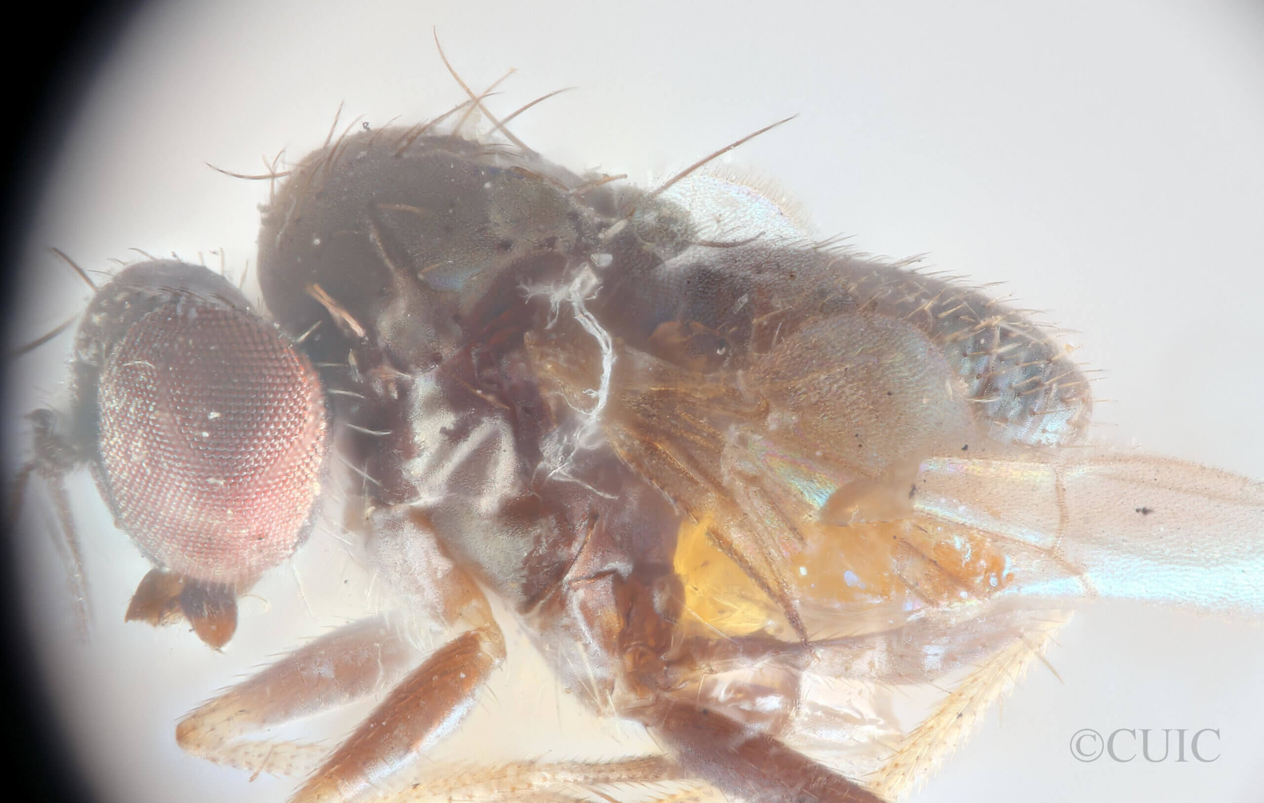 lateral view of adult Chrysotus nigripalpisVanDuzee, 1924