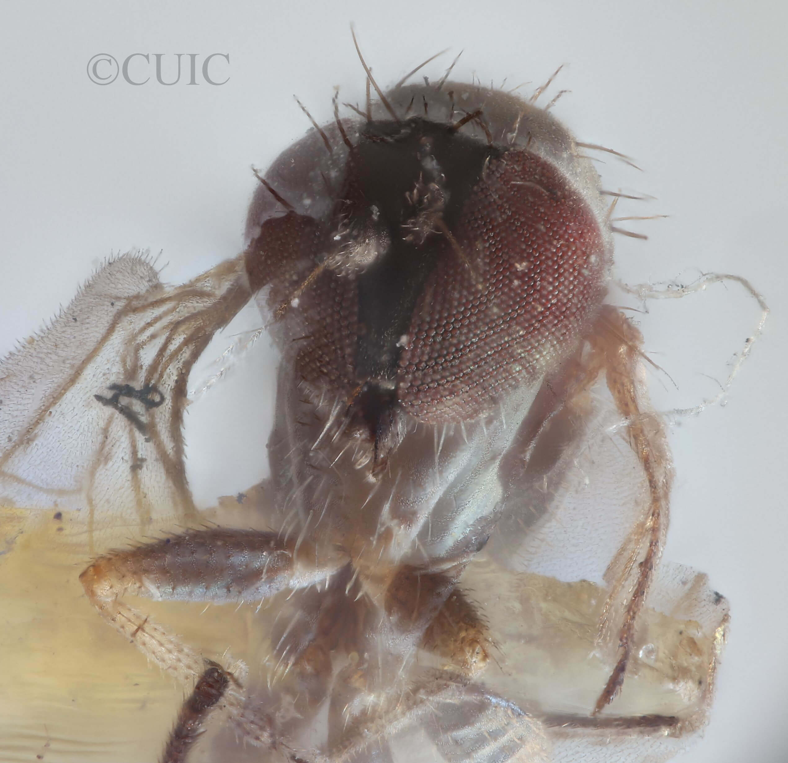 adult Chrysotus nigripalpisVanDuzee, 1924