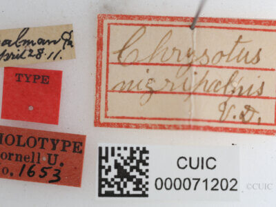 label view of Chrysotus nigripalpisVanDuzee, 1924