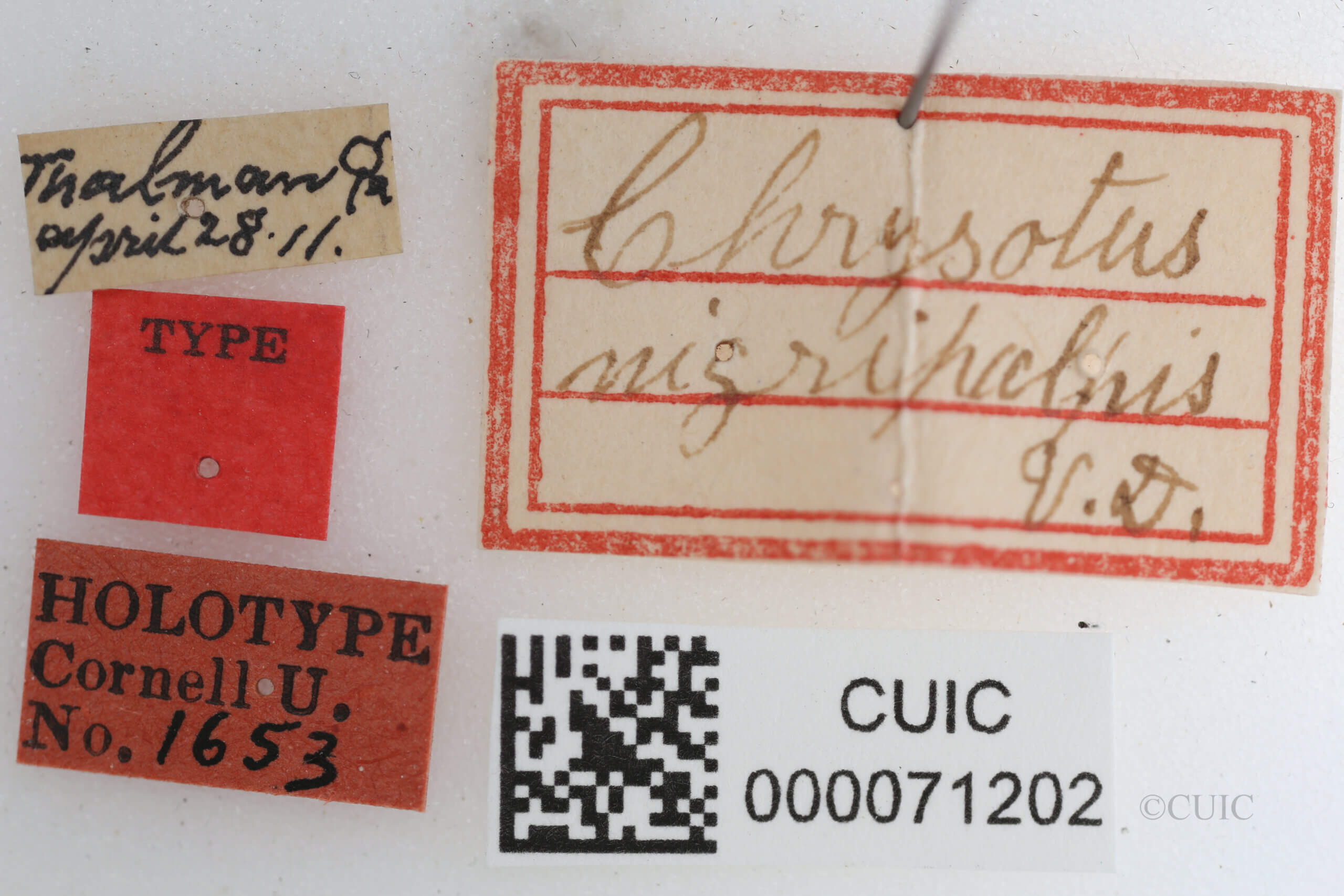 label view of Chrysotus nigripalpisVanDuzee, 1924
