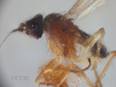 lateral view of adult Chrysotus pectoralisVan & Duzee, 1924