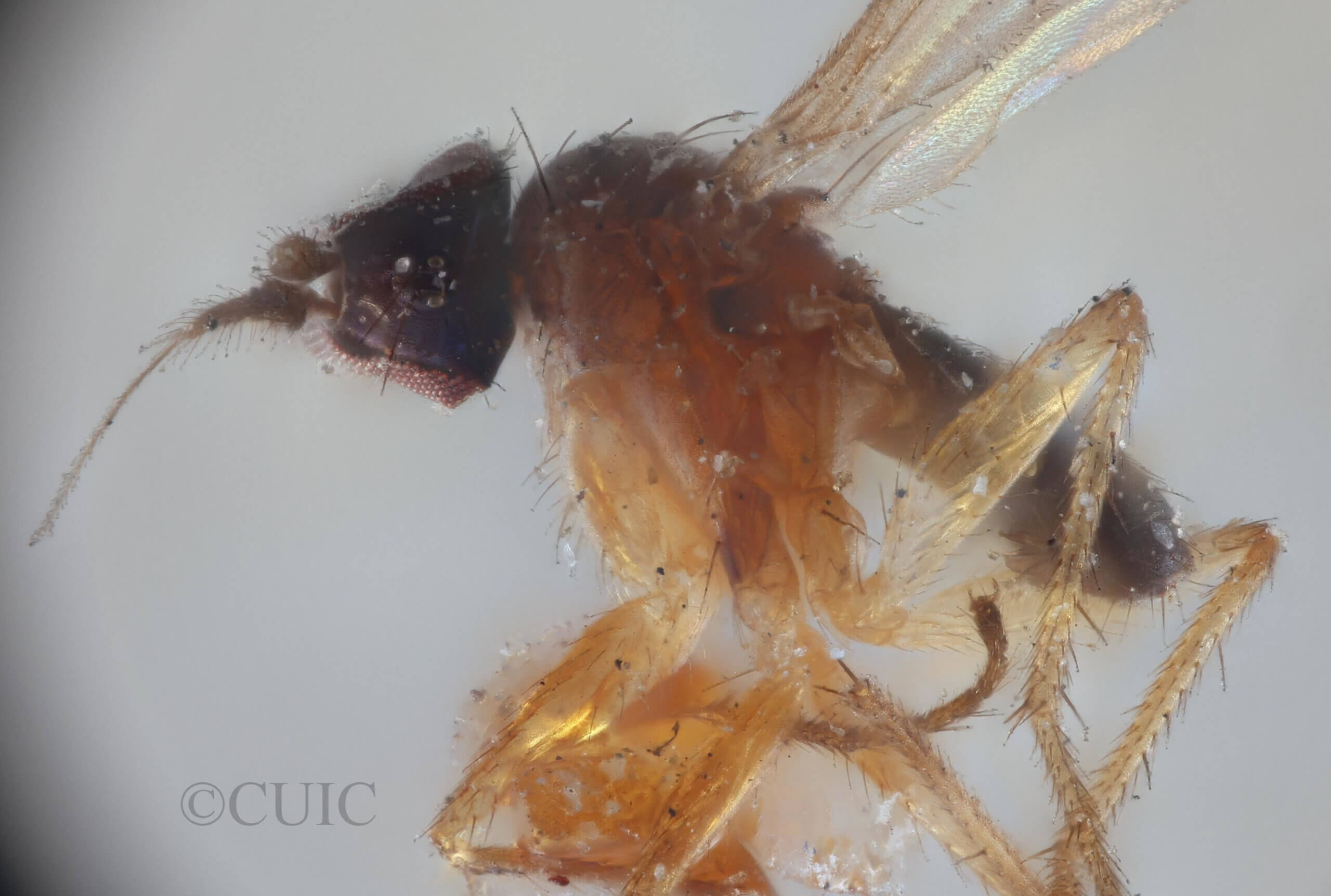 lateral view of adult Chrysotus pectoralisVan & Duzee, 1924