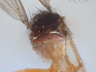 adult Chrysotus pectoralisVan & Duzee, 1924