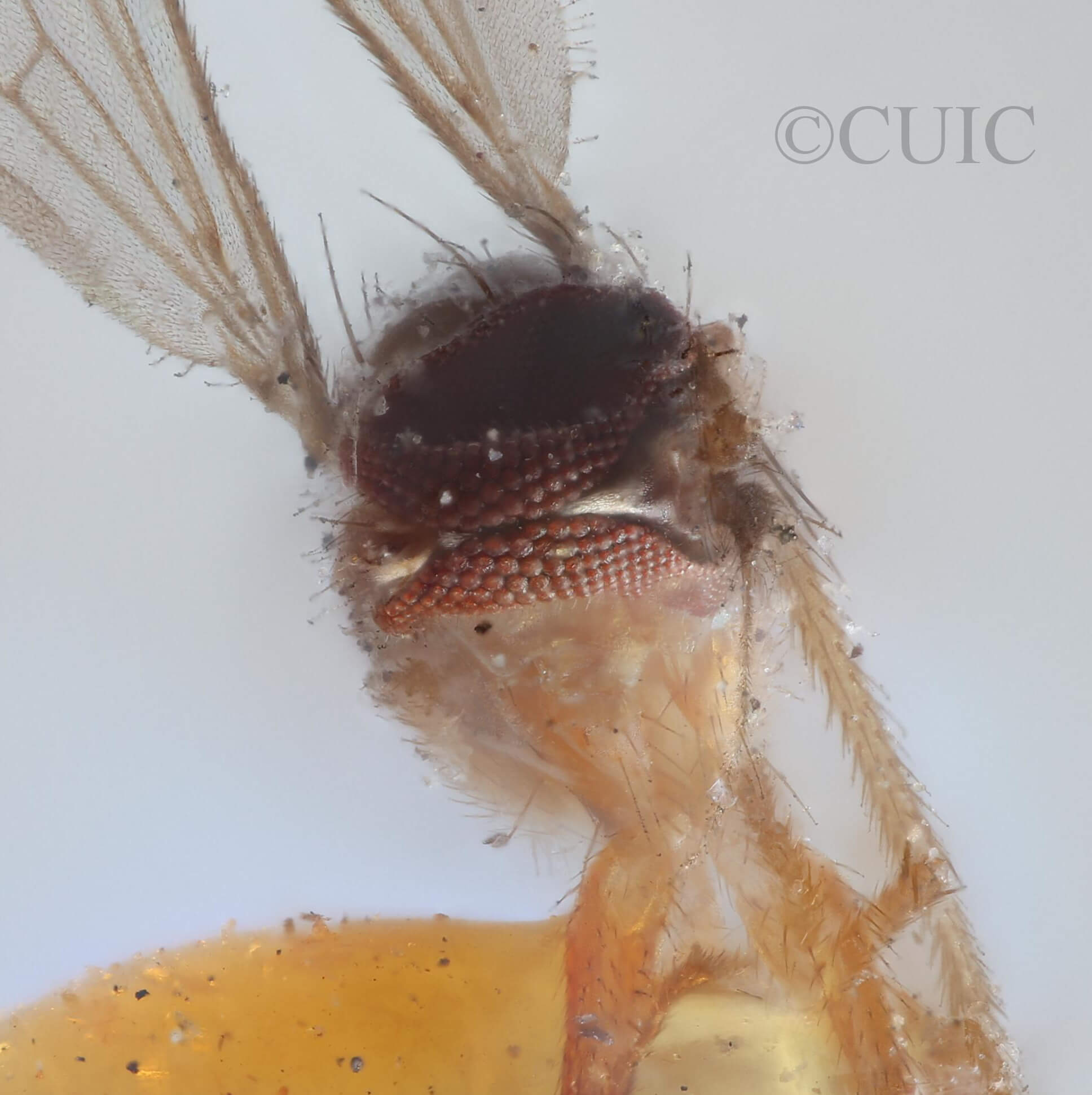 adult Chrysotus pectoralisVan & Duzee, 1924