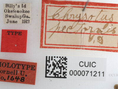 label view of Chrysotus pectoralisVan & Duzee, 1924