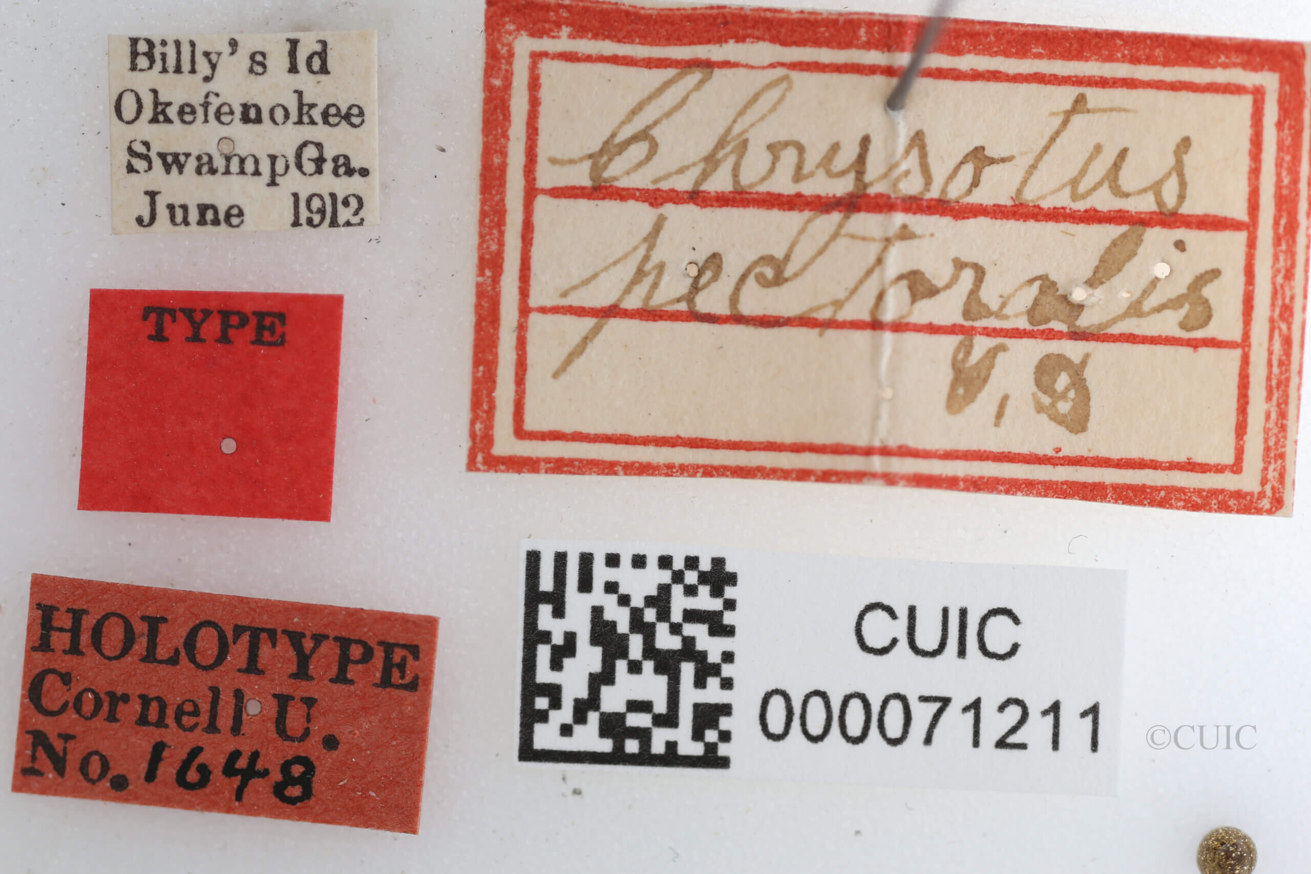 label view of Chrysotus pectoralisVan & Duzee, 1924