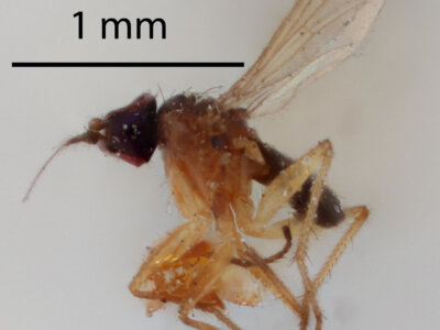 lateral view of adult Chrysotus pectoralisVan & Duzee, 1924