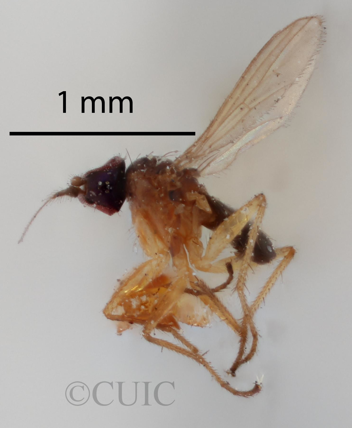 lateral view of adult Chrysotus pectoralisVan & Duzee, 1924