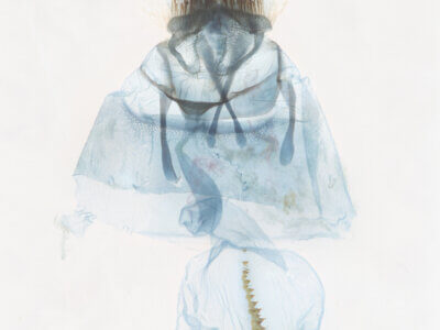 genitalia view of adult Decodes basiplagana