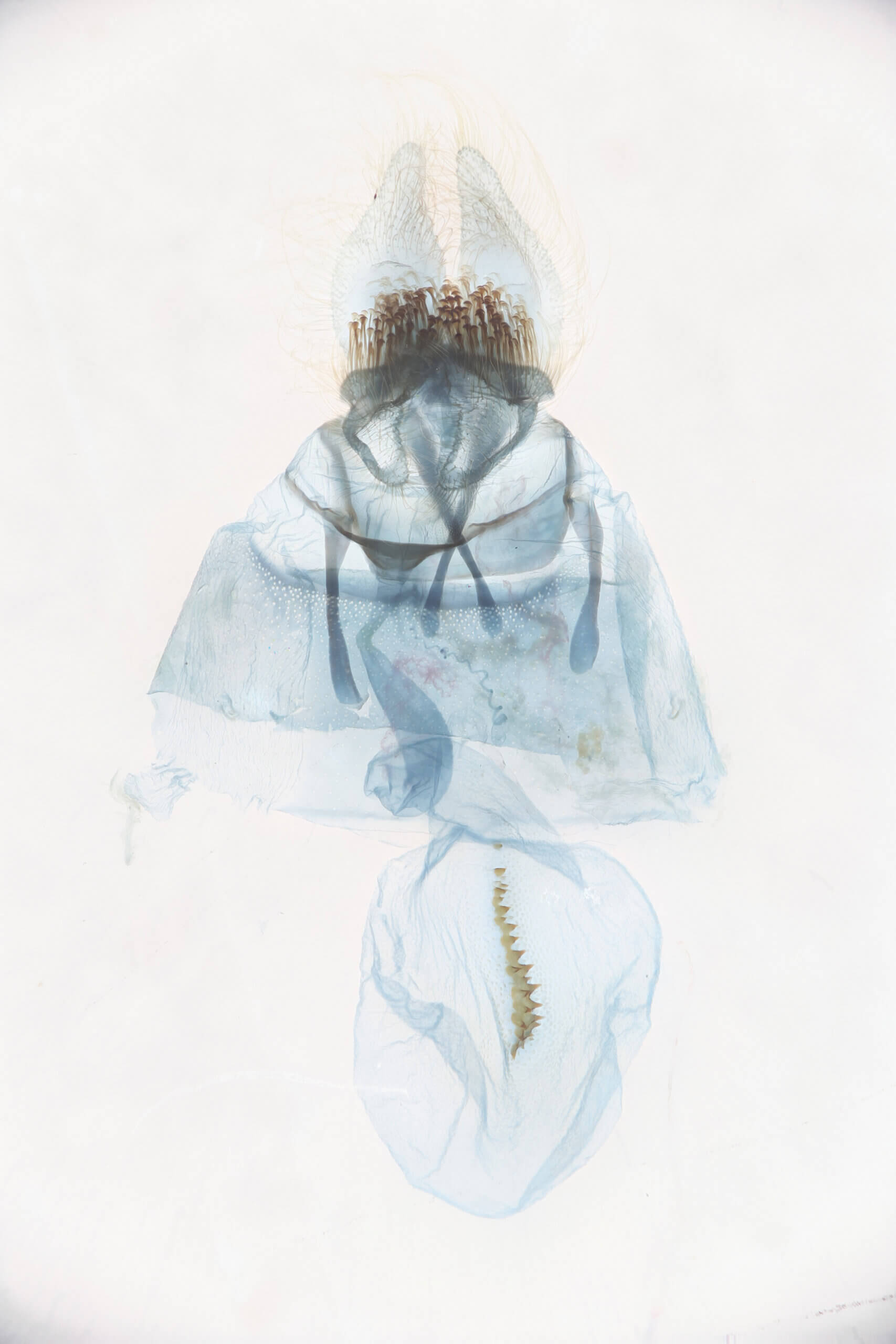 genitalia view of adult Decodes basiplagana