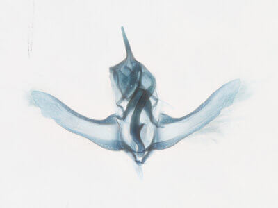 genitalia view of adult Decodes basiplagana