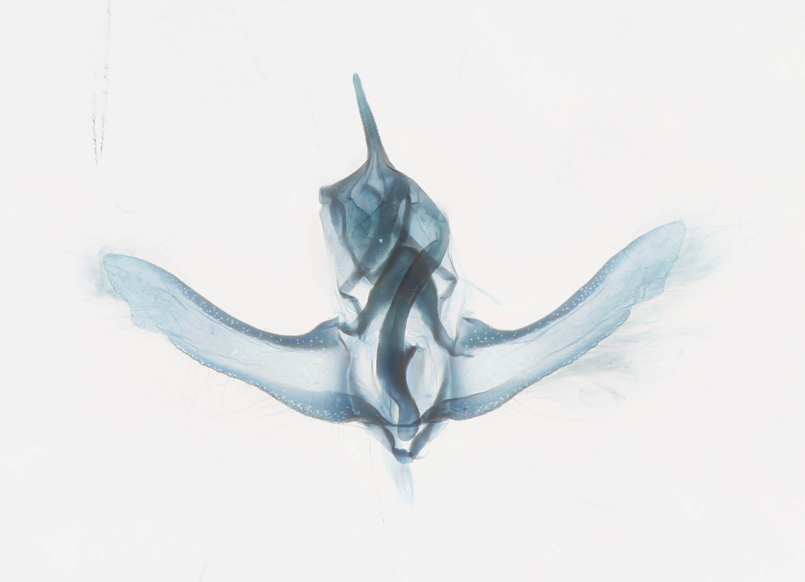 genitalia view of adult Decodes basiplagana