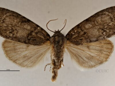 dorsal view of adult Acronicta retardata