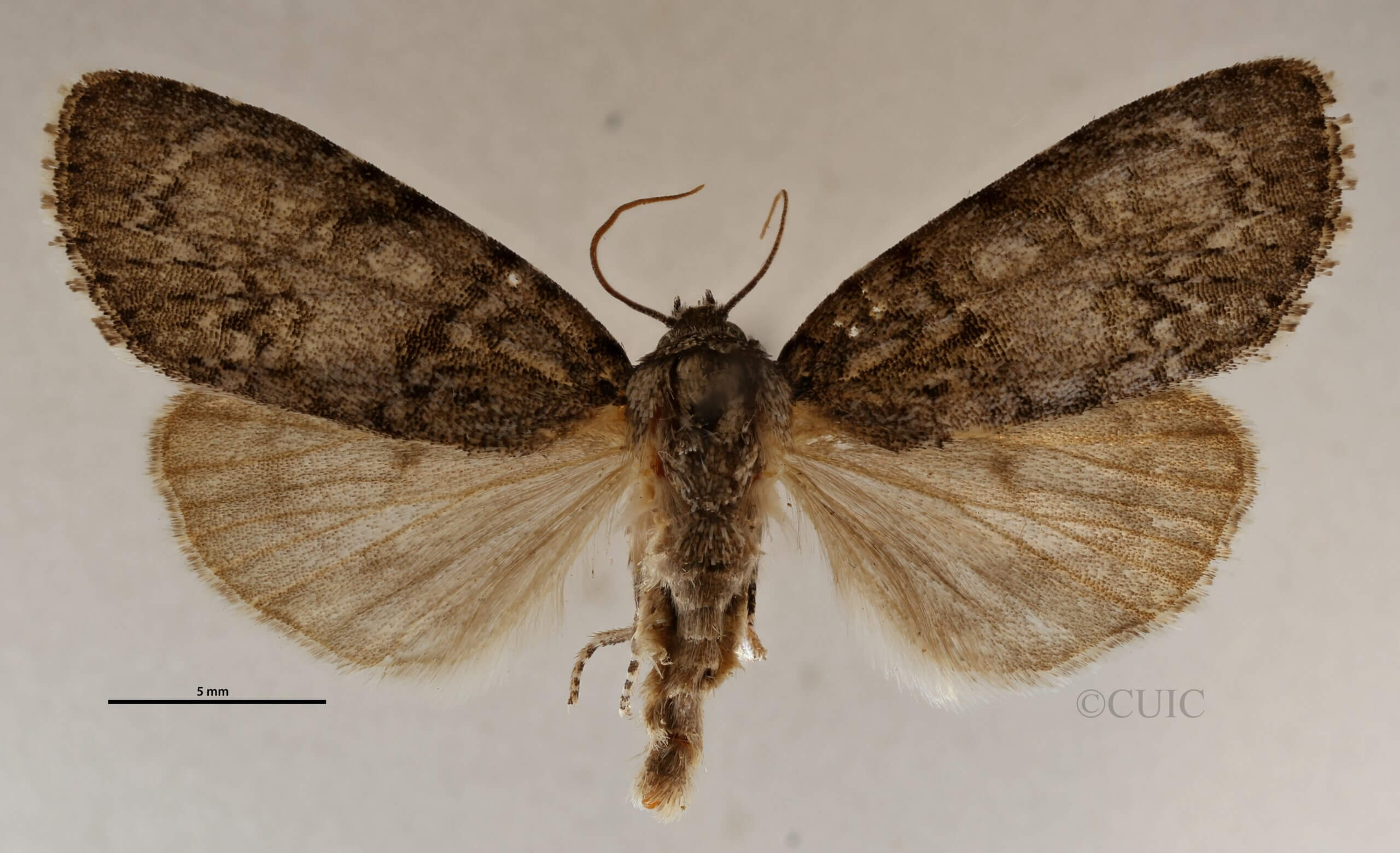 dorsal view of adult Acronicta retardata
